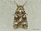  73.350 Great Brocade dark form Copyright Martin Evans 