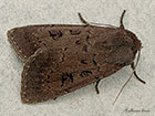  73.351 Double Dart Copyright Martin Evans 