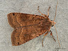  73.353 Dotted Clay Copyright Martin Evans 