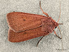  73.355 Neglected Rustic  Copyright Martin Evans  