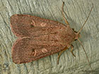  73.355 Neglected Rustic female Copyright Martin Evans 