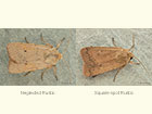  73.355 Neglected Rustic and Square-spot Rustic Copyright Martin Evans 