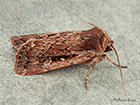  73.356 Heath Rustic Copyright Martin Evans 