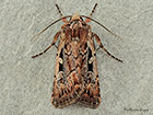  73.356 Heath Rustic Copyright Martin Evans 