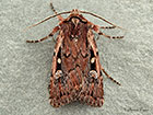  73.356 Heath Rustic Copyright Martin Evans 