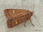  73.357 Square-spot Rustic Copyright Martin Evans 