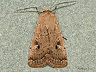  73.357 Square-spot Rustic Copyright Martin Evans 