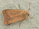  73.357 Square-spot Rustic Copyright Martin Evans 