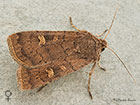  73.357 Square-spot Rustic female Copyright Martin Evans 