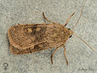 73.357 Square-spot Rustic female Copyright Martin Evans Copyright Martin Evans 