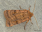  73.358 Six-striped Rustic Copyright Martin Evans 