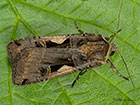  73.359 Setaceous Hebrew Character Copyright Martin Evans 