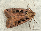  73.360 Triple-spotted Clay Copyright Martin Evans 