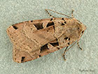 73.361 Double Square-spot Copyright Martin Evans 