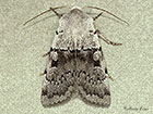  73.362 Ashworth's Rustic Copyright Martin Evans 