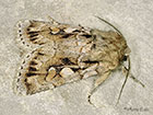 73.363 Northern Dart Copyright Martin Evans 