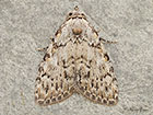  74.001 Small Black Arches Copyright Martin Evans 