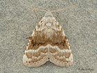  74.002 Kent Black Arches Copyright Martin Evans 