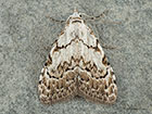  74.004 Least Black Arches Copyright Martin Evans 
