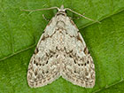  74.004 Least Black Arches Copyright Martin Evans 