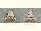  74.004 Least Black Arches and Scarce Black Arches Copyright Martin Evans 