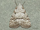  74.005 Scarce Black Arches Copyright Martin Evans 