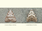  74.005 Scarce Black Arches and Least Black Arches Copyright Martin Evans 