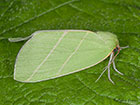  74.007 Scarce Silver-lines Copyright Martin Evans 
