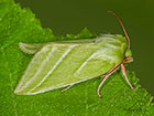  74.008 Green Silver-lines Copyright Martin Evans 