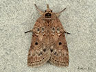  74.009 Oak Nycteoline Copyright Martin Evans 