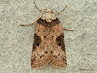  74.009 Oak Nycteoline Copyright Martin Evans 