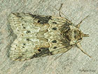  74.009 Oak Nycteoline Copyright Martin Evans 