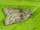  74.009 Oak Nycteoline Copyright Martin Evans 