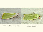  74.011 Cream-bordered Green Pea and Egyptian Bollworm Copyright Martin Evans 