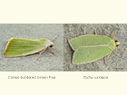  74.011 Cream-bordered Green Pea and Tortrix viridana Copyright Martin Evans 