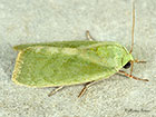  74.012 Egyptian Bollworm Copyright Martin Evans  