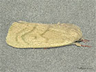  74.012 Egyptian Bollworm Copyright Martin Evans 
