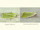  74.012 Egyptian Bollworm and Cream-bordered Green Pea Copyright Martin Evans 